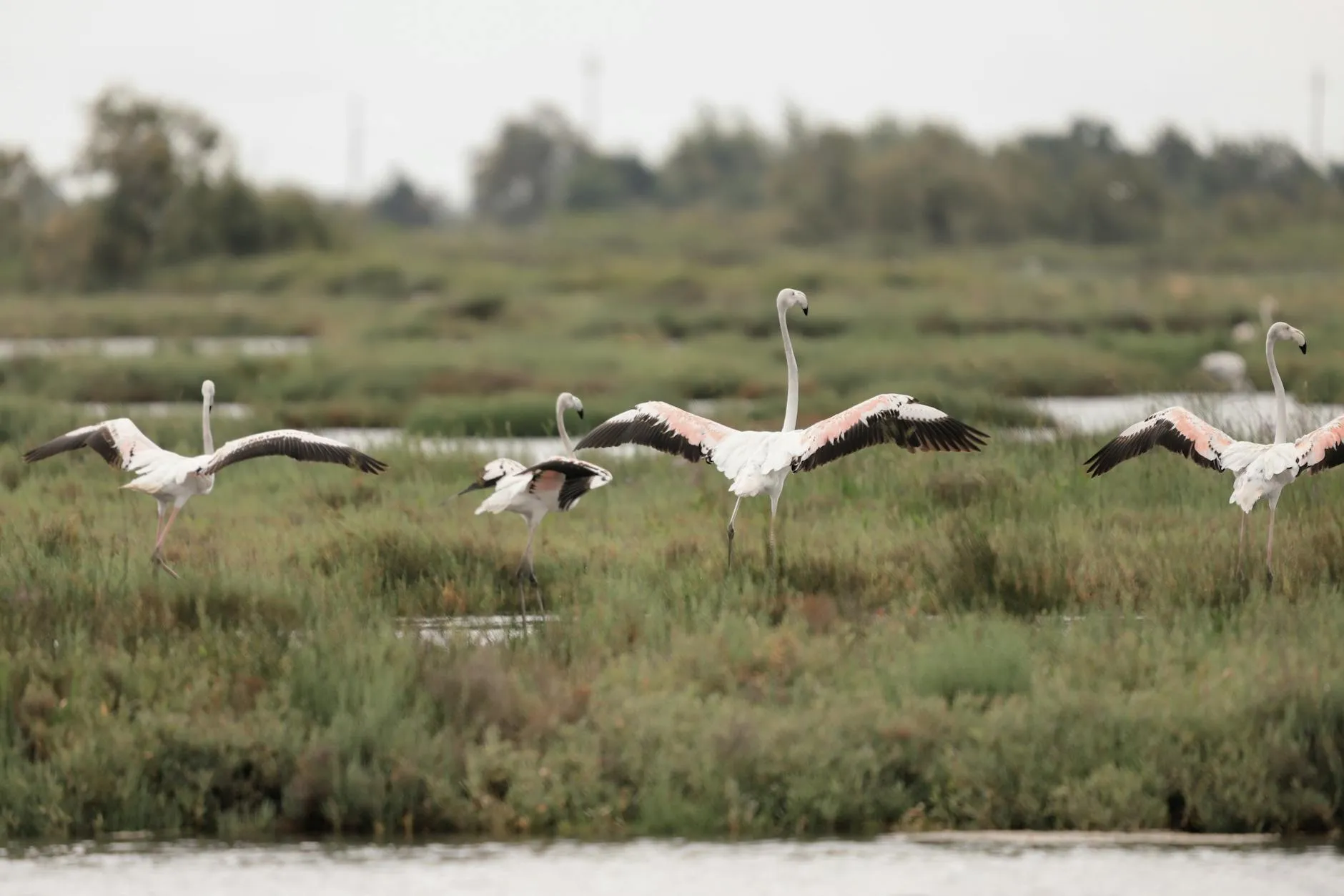 Delta del Po e Polesine, Veneto